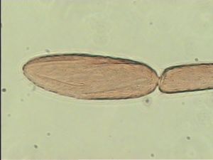 ranalteri 'Type' 14.jpg