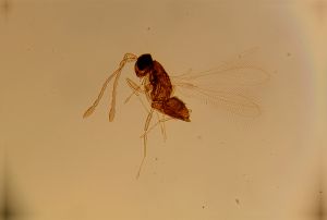 ranalteri 'Type' 15.jpg