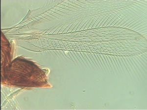 ranalteri 'Type' 2.jpg