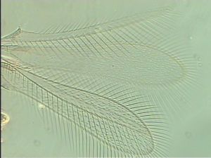 ranalteri 'Type' 5.jpg