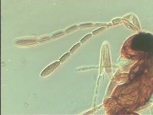 ranalteri 'Type' 6.jpg