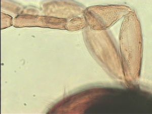 ranalteri 'Type' 7.jpg