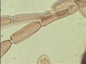 ranalteri 'Type' 8.jpg