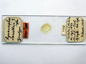 ranalteri 'Type' s.JPG