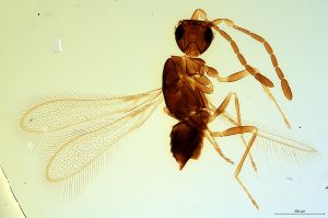 speciosus  Soyka Htype 0.jpg