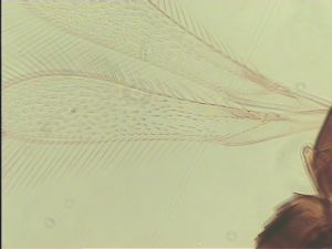 speciosus Htype 1.jpg