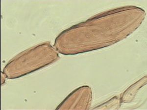 speciosus Htype 10.jpg