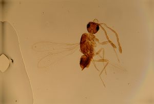 speciosus Htype 11.jpg