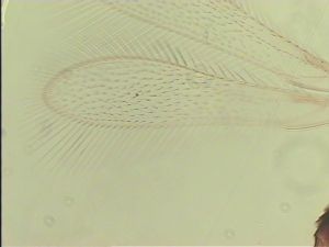 speciosus Htype 2.jpg