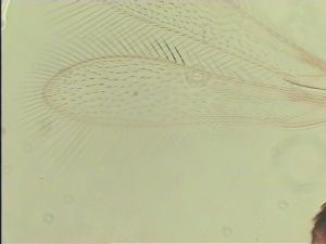 speciosus Htype 3.jpg