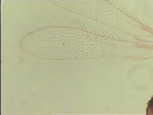 speciosus Htype 4.jpg