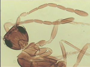 speciosus Htype 5.jpg