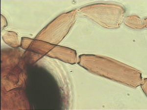 speciosus Htype 6.jpg