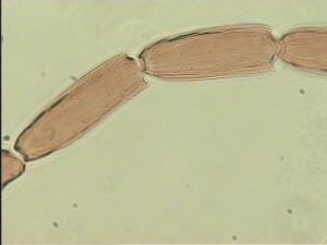 speciosus Htype 8.jpg