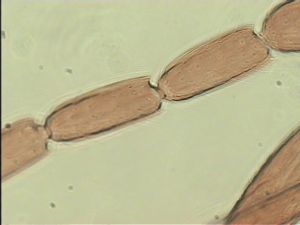 speciosus Htype 9.jpg