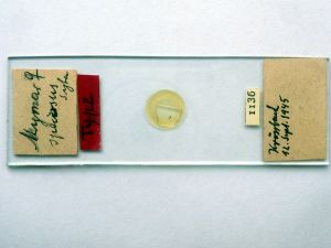 speciosus Htype s.JPG