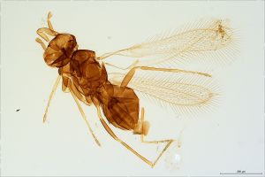 varicolor  Soyka Htype 0.jpg