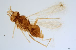 varicolor Htype 0-1.jpg