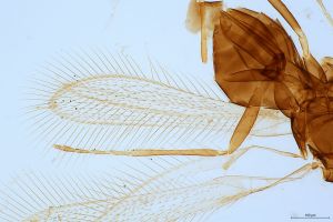 varicolor Htype 0-2.jpg