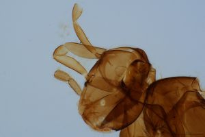 varicolor Htype 0-3.jpg