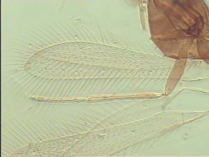 varicolor Htype 1.jpg