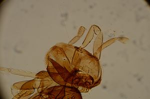 varicolor Htype 13.jpg