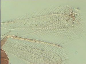 varicolor Htype 2.jpg