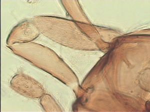 varicolor Htype 3.jpg