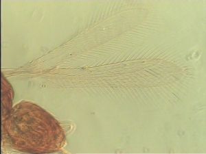 neospecialis Htype 1.jpg