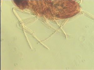 neospecialis Htype 10.jpg