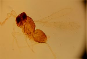 neospecialis Htype 11.jpg