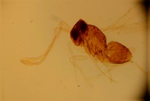 neospecialis Htype 12.jpg