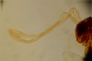 neospecialis Htype 13.jpg