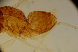 neospecialis Htype 14.jpg