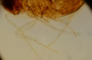 neospecialis Htype 15.jpg