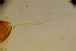 neospecialis Htype 16.jpg