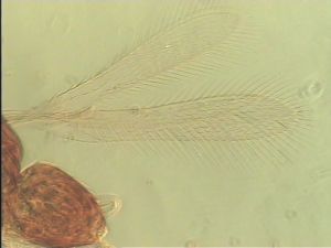 neospecialis Htype 2.jpg