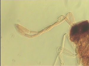 neospecialis Htype 4.jpg