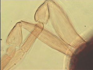 neospecialis Htype 5.jpg