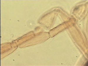 neospecialis Htype 7.jpg