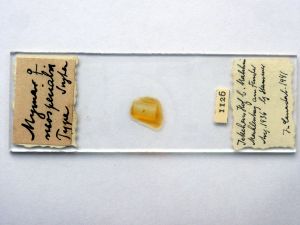 neospecialis Htype s.JPG