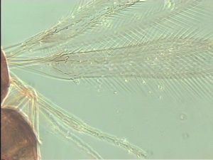 obscurus Htype 1.jpg