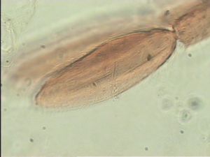 obscurus Htype 10.jpg