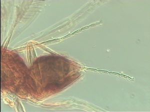 obscurus Htype 11.jpg