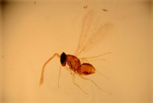 obscurus Htype 13.jpg