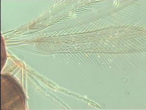 obscurus Htype 2.jpg