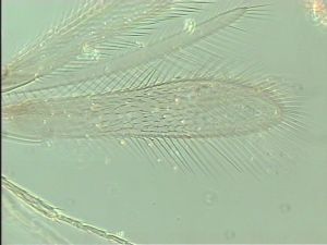 obscurus Htype 3.jpg