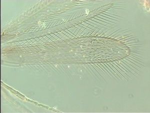 obscurus Htype 4.jpg