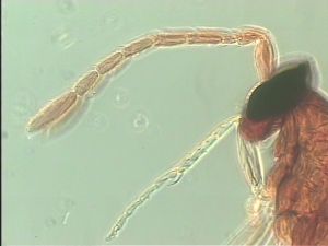 obscurus Htype 5.jpg