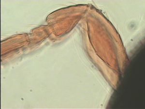 obscurus Htype 6.jpg